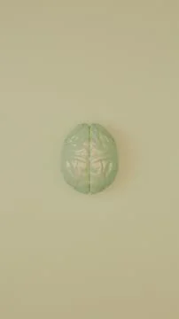 White brain 3d model on soft light green background.. Stock Photos