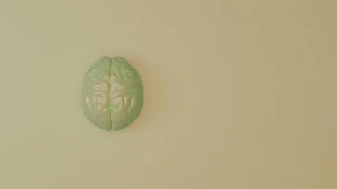 White brain 3d model on soft light green background.. Stock Photos