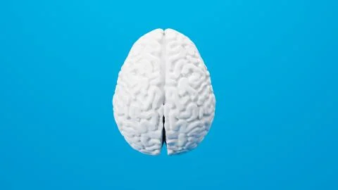 White brain 3D render isolated on background 스톡 일러스트