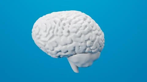 White brain 3D render isolated on background Stock Illustration
