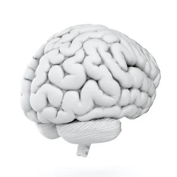 White brain Stock Illustration