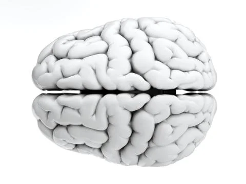 White brain Stock Illustration