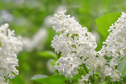 White branch of lilac Stock Photos