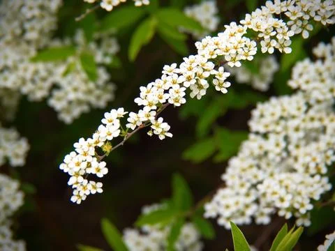White branch Stock Photos