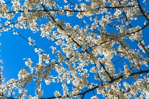 White branches of a blossoming cherry tree against the blue sky on a sunny sp Stock Photos