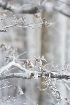 White branches caused by wind eroding chalk from chalk cliffs Moens Klint cliff Foto stock