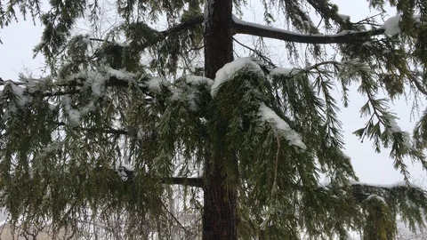 White branches of a frozen tree covered with snow.  4K outdoors video Stock Footage 87814624