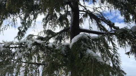 White branches of a frozen tree covered with snow. 4K outdoors video Stock Footage 87814759
