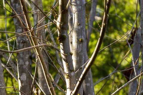 White branches high up in a tree in summer Stock Photos