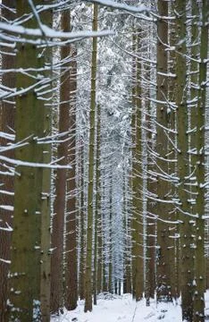 White branches 스톡 사진