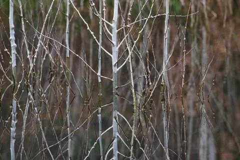 White branches of small trees stick up from flood waters Stock Photos