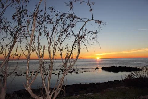 White branches on sunset Stock Photos