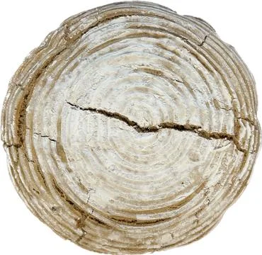 White Bread roll Stock Photos