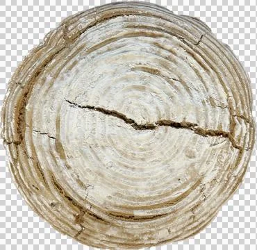 White Bread roll Stock Photos