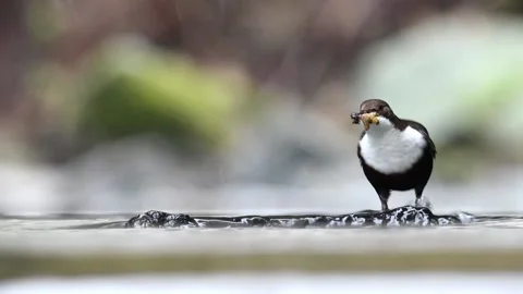 White breasted dipper Cinclus cinclus adult adult bird with food in its beak Vidéo 232735086