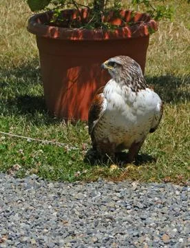 White breasted hawk Stock Photos