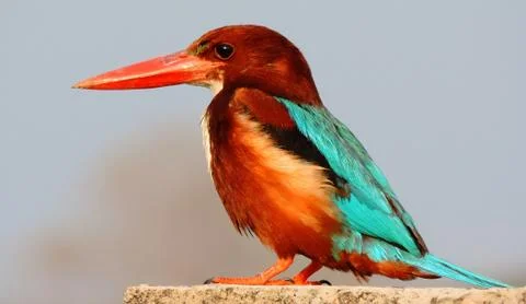 White Breasted Kingfisher Stock Photos