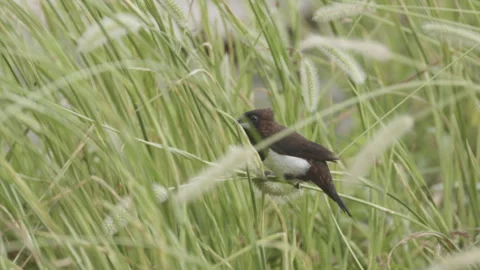 White Breasted Munia and grain Stock Footage 316866558