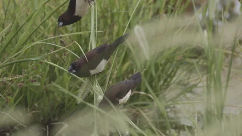 White Breasted Munia and grain Stock Footage 316880154
