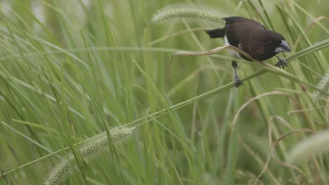 White Breasted Munia and grain Stock Footage 316887822