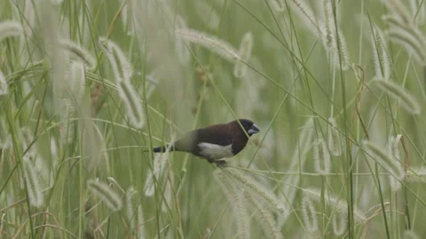 White Breasted Munia and grain Stock Footage 316894553