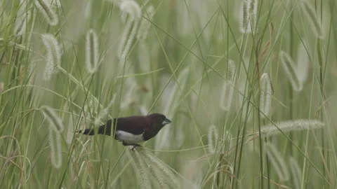White Breasted Munia and grain Stock Footage 316895275