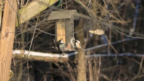 A White Breasted Nuthatch and a Chickadee Stock-Footage 145609238