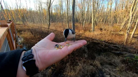 A white-breasted nuthatch and a chickadee taking turns picking from a person' Stock-Footage 167670003