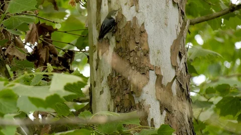 White breasted nuthatch bird clings to a birch tree Stock Footage 110794964