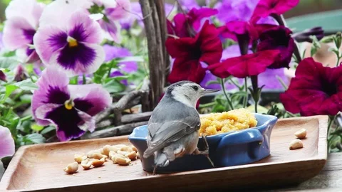White-breasted nuthatch bird at feeder Stock Footage 90188073