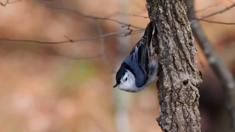 White Breasted Nuthatch bird Vídeo Stock 101616733