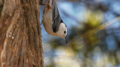 White breasted nuthatch bird Stock Footage 105834807
