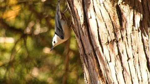 White breasted nuthatch bird Stock Footage 105839928
