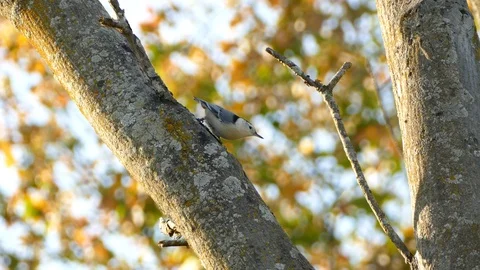 White-breasted nuthatch bird pecks at mossy bark and feeds Stock Footage 114680409