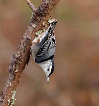 White-breasted Nuthatch bird. Foto stock