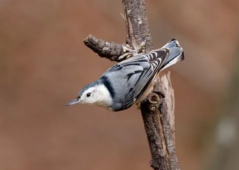 White-breasted Nuthatch bird Stock-Fotos