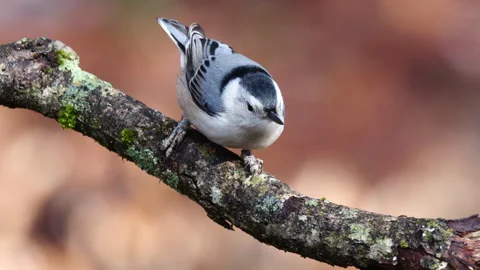 White-breasted Nuthatch bird with scaly mite infection on foot. Stock Footage 297633512