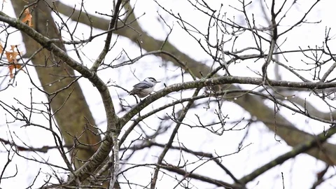 White-breasted nuthatch bird on tree branch during winter tree in Virginia Stock Footage 104562700