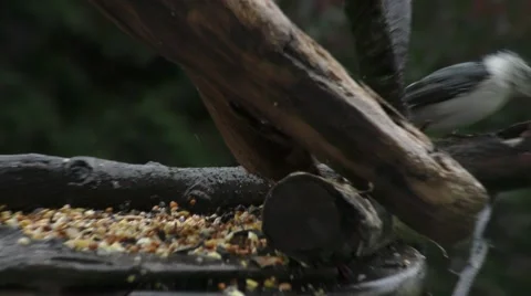 White Breasted Nuthatch Breaking a Nut Stock Footage 69060429