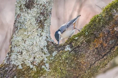 White-breasted nuthatch closeup Stock Photos