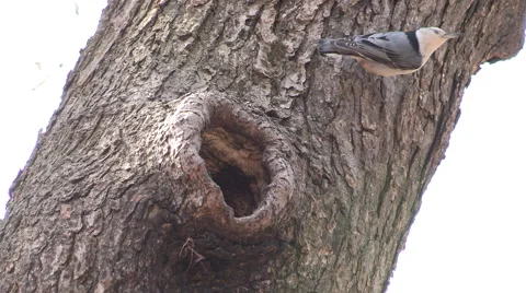 White Breasted Nuthatch Crawling on Tree Trunk Stock Footage 49215219