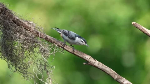 White-breasted nuthatch feeding on mealworms Vídeos de archivo 335469246