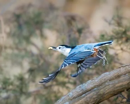 White-breasted Nuthatch flying from a tree branch 스톡 사진