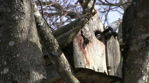 White-breasted Nuthatch 動画素材 32402952