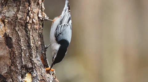 White-breasted Nuthatch Stock Footage 34396558