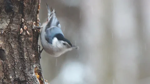 White-breasted Nuthatch Stock Footage 34453010