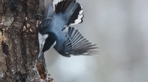 White-breasted Nuthatch Stock-Footage 34494489