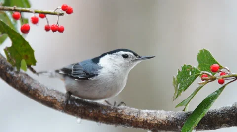 White-breasted Nuthatch Stock Footage 35109228
