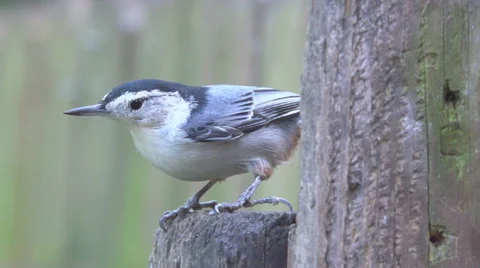 White-breasted Nuthatch Vídeo Stock 41436254
