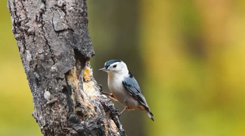 White-breasted Nuthatch Stock Footage 44042677